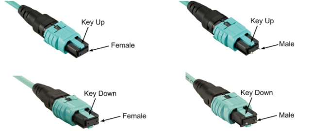 Female and Male MPO patch cords.png